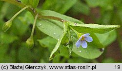 Omphalodes scorpioides (ułudka leśna)