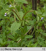 Omphalodes scorpioides (ułudka leśna)