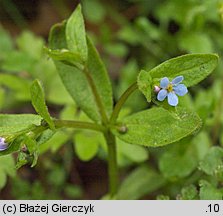 Omphalodes scorpioides (ułudka leśna)