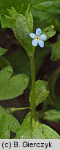 Omphalodes scorpioides (ułudka leśna)