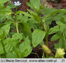 Omphalodes scorpioides (ułudka leśna)