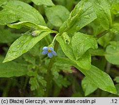 Omphalodes scorpioides (ułudka leśna)