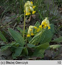 Primula veris (pierwiosnek lekarski)