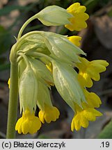 Primula veris (pierwiosnek lekarski)