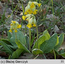 Primula veris (pierwiosnek lekarski)