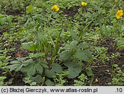 Ranunculus auricomus (jaskier różnolistny)
