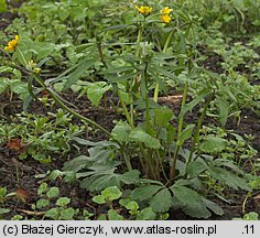 Ranunculus auricomus s.str. (jaskier różnolistny s.str.)