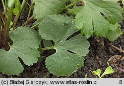 Ranunculus auricomus s.str. (jaskier różnolistny s.str.)