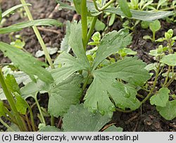 Ranunculus auricomus s.str. (jaskier różnolistny s.str.)