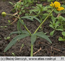 Ranunculus auricomus s.str. (jaskier różnolistny s.str.)