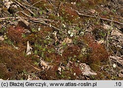 Spergula morisonii (sporek wiosenny)