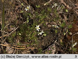 Spergula morisonii (sporek wiosenny)