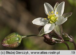 Spergula morisonii (sporek wiosenny)