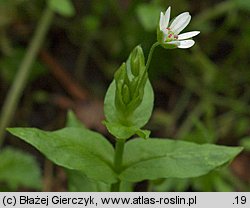 Stellaria neglecta (gwiazdnica zaniedbana)