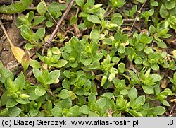 Stellaria pallida (gwiazdnica blada)