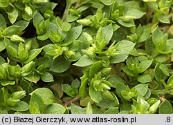 Stellaria pallida (gwiazdnica blada)