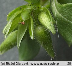 Stellaria pallida (gwiazdnica blada)