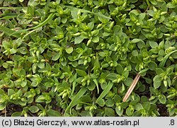 Stellaria pallida (gwiazdnica blada)