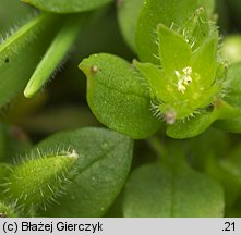 Stellaria pallida (gwiazdnica blada)