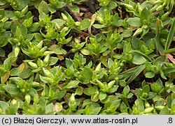 Stellaria pallida (gwiazdnica blada)