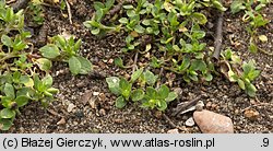 Stellaria pallida (gwiazdnica blada)
