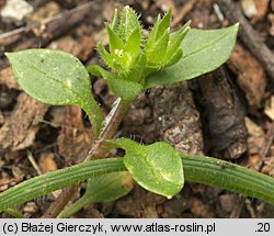 Stellaria pallida (gwiazdnica blada)