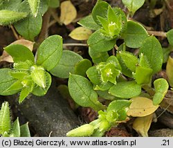 Stellaria pallida (gwiazdnica blada)