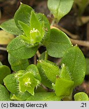 Stellaria pallida (gwiazdnica blada)