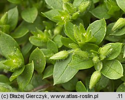 Stellaria pallida (gwiazdnica blada)