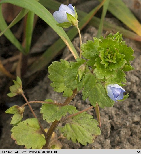 Veronica persica (przetacznik perski)