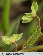 Veronica persica (przetacznik perski)