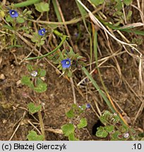 Veronica triphyllos (przetacznik trójlistkowy)