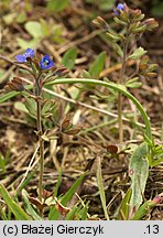 Veronica triphyllos (przetacznik trójlistkowy)