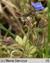 Veronica triphyllos (przetacznik trójlistkowy)