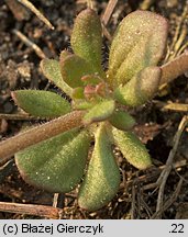 Veronica triphyllos (przetacznik trójlistkowy)