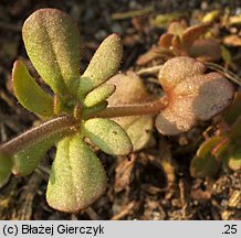 Veronica triphyllos (przetacznik trójlistkowy)