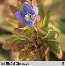 Veronica triphyllos (przetacznik trójlistkowy)