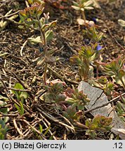 Veronica triphyllos (przetacznik trójlistkowy)