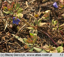 Veronica triphyllos (przetacznik trójlistkowy)