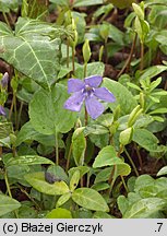 Vinca minor (barwinek pospolity)