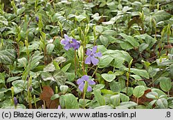 Vinca minor (barwinek pospolity)