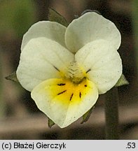 Viola arvensis (fiołek polny)