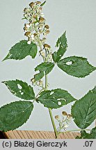 Rubus angustipaniculatus (jeżyna rombolistna)