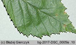 Rubus angustipaniculatus (jeżyna rombolistna)