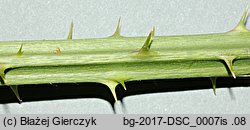 Rubus angustipaniculatus (jeżyna rombolistna)