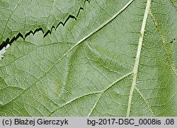 Rubus angustipaniculatus (jeżyna rombolistna)