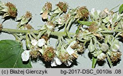 Rubus angustipaniculatus (jeżyna rombolistna)