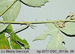 Rubus angustipaniculatus (jeżyna rombolistna)