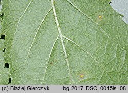 Rubus angustipaniculatus (jeżyna rombolistna)