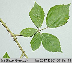 Rubus angustipaniculatus (jeżyna rombolistna)